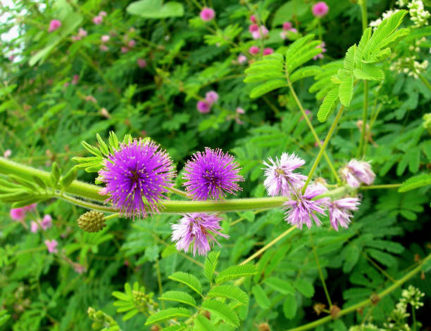 istock Close-up on ultra violet mimosa flowersz 931902088