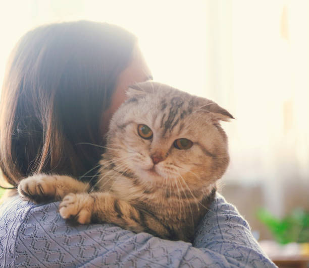 istock Young woman hugging Scottish fold cat 931902360