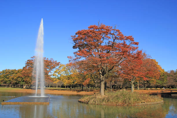 istock Yoyogi Park, Tokyo, Japan 931905350