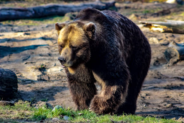 istock grizzly bear in a dramatic photo 931906874