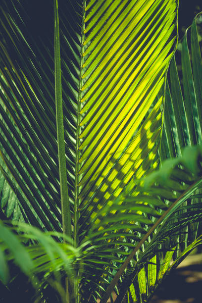 palm leafs - chlorophyll striped leaf natural pattern photos et images de collection