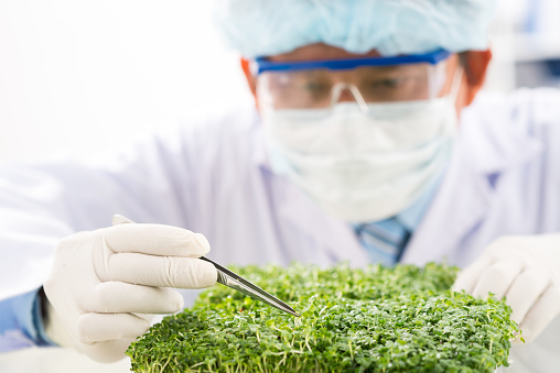 Close-up shot of concentrated biotechnologist taking sample of fresh herbs for analysis while carrying out quality control