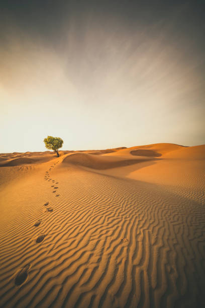 istock single tree and foot marks in the desert sand of oman 931910130