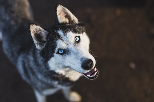 Husky dog