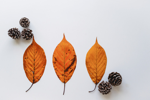 Landscape format banner with pine cones and orange leaves on a white background. Winter/Christmas concept.