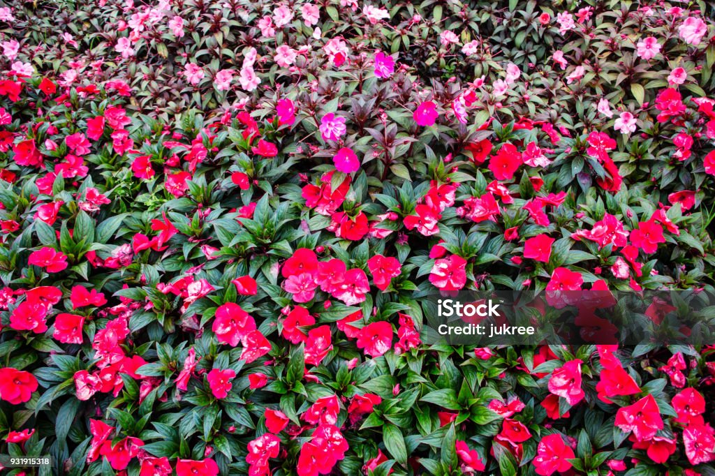 Nya Guinea Impatiens Blommor-foton och fler bilder på Blomma - Blomma,  Otålig, Balsaminsläktet - iStock