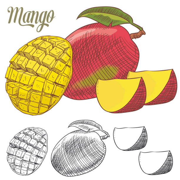 マンゴーのカラフルな落書き - mangosteen fruit tropical fruit backgrounds点のイラスト素材／クリップアート素材／マンガ素材／アイコン素材