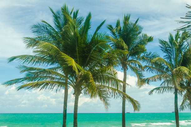 istock Tropical Miami Beach Palms near the ocean 931918268