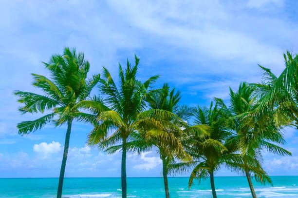 istock Tropical Miami Beach Palms near the ocean 931918292