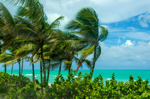 istock Tropical Miami Beach Palms near the ocean 931918454