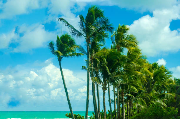 istock Tropical Miami Beach Palms near the ocean 931918530