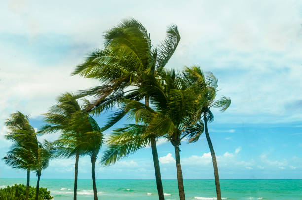 istock Tropical Miami Beach Palms near the ocean 931918590