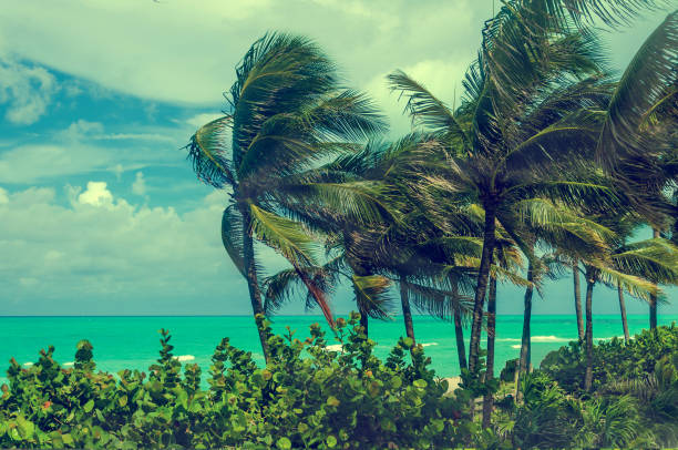 istock Tropical Miami Beach Palms near the ocean, retro styled 931920726