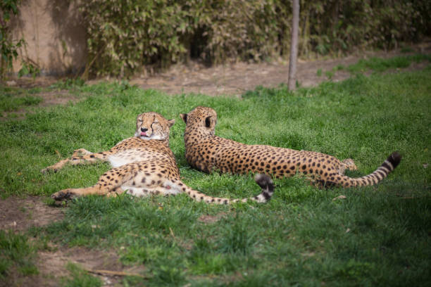 istock African Cheetah resting in nature, South Africa 931920758