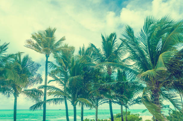 istock Tropical Miami Beach Palms near the ocean, retro styled 931920794