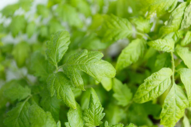 istock Seedlings tomato in the pots close 931925564