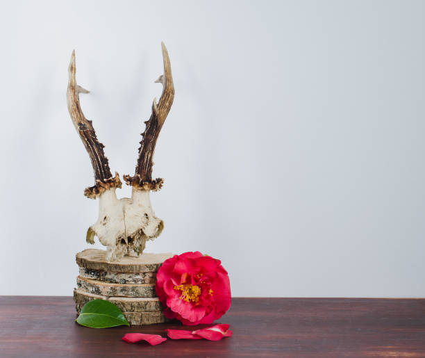 バーチ トランクと木製の下部に、椿と装飾のため鹿の頭蓋骨。 - antler stag trophy animal skull ストックフォトと画像