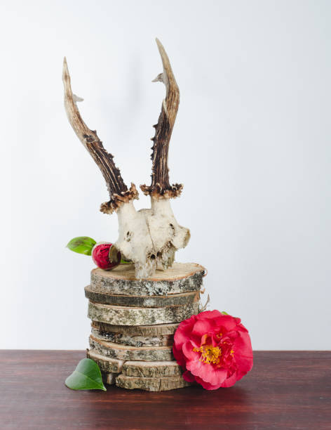 バーチ トランクと木製の下部に、椿と装飾のため鹿の頭蓋骨。 - antler stag trophy animal skull ストックフォトと画像