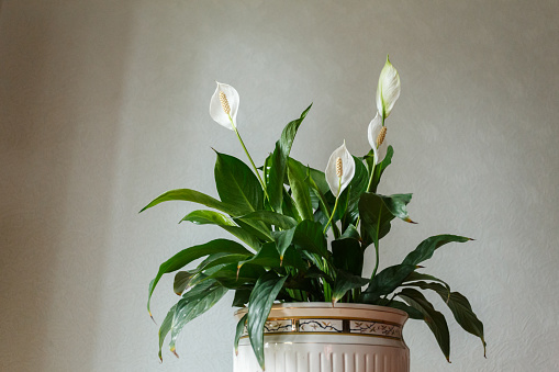 Spathiphyllum flower in the white pot, room
