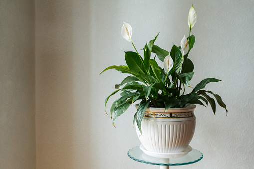Spathiphyllum flower in the white pot, room