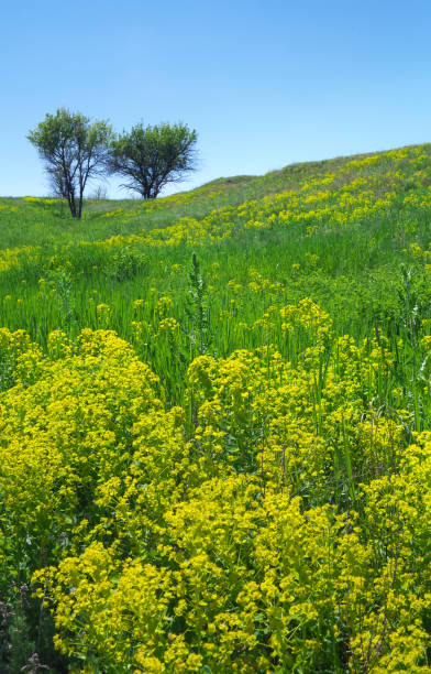 istock Spring meadow of flowers. 931929208