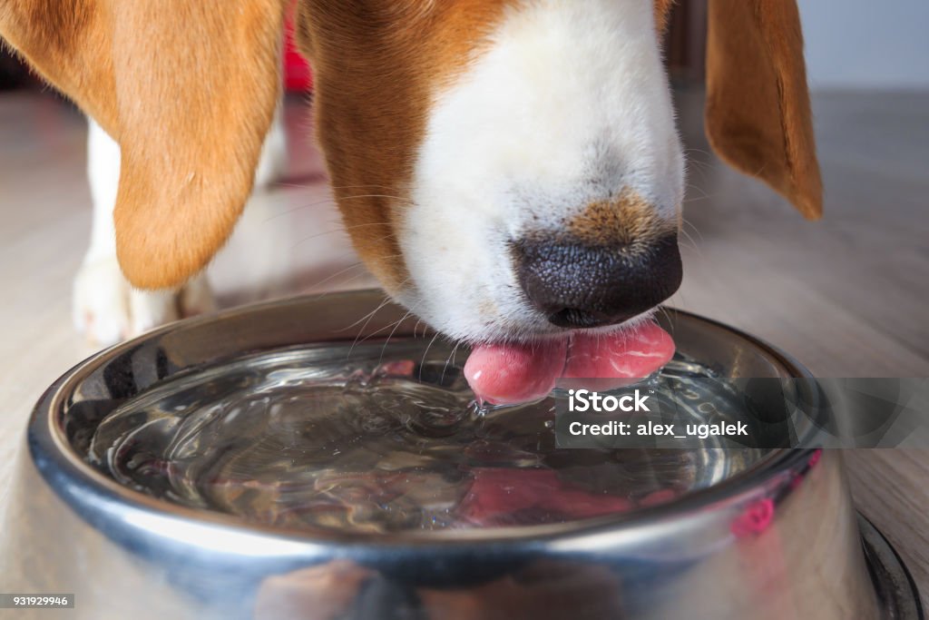 Beagle dog drinking water Beagle dog drinking clear water from steel bowl close-up. Dog Stock Photo