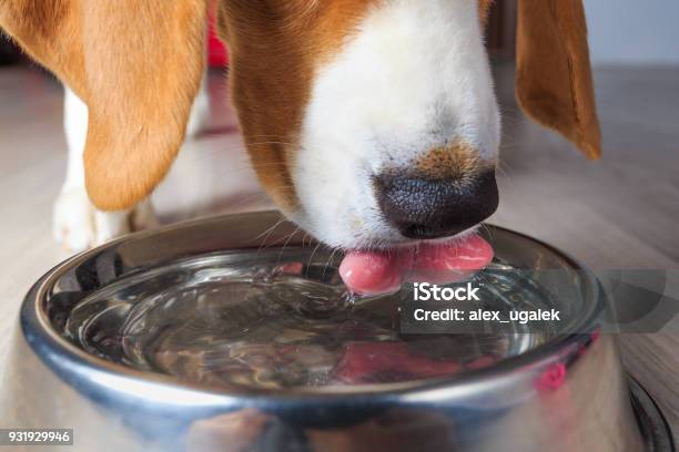 Beagle Dog Drinking Water Stock Photo - Download Image Now - Dog, Water, Drinking