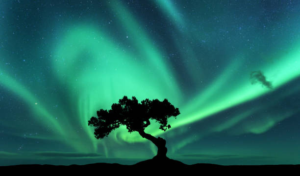 Aurora borealis and silhouette of a tree on the hill