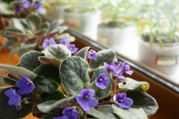 istock Purple violets in a pot on the window 931933734