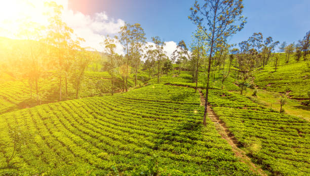 istock Green plantation of Ceylon tea. 931934054