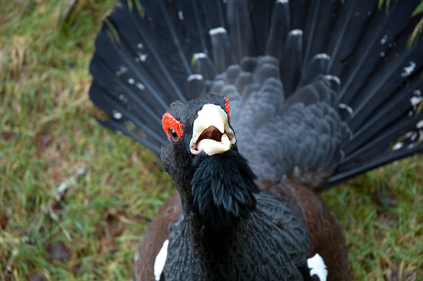 ce que vous cherchez ? - grand tétras photos et images de collection