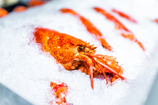 Macro closeup of one sad cooked red orange whole lobster eyes on ice in seafood market display isolated
