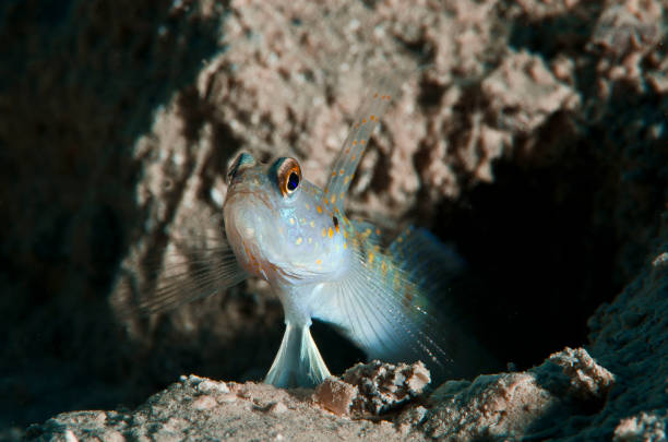 Prawn goby fish A Vanderhorstia mertensi in Kas in Mediterranean shrimp goby stock pictures, royalty-free photos & images