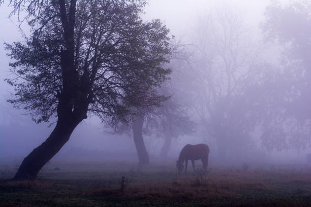 Cattle in the morning fog on the fields.