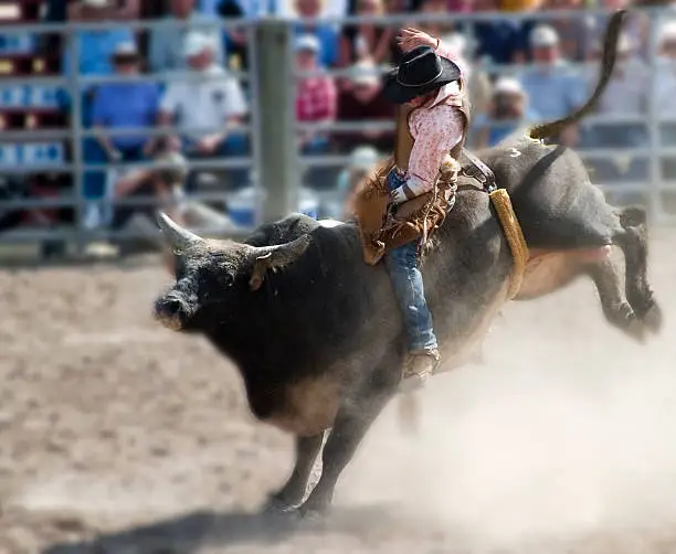 Cowboy in a pink shirt riding a bull at a rodeo in Augusta Montana. 
