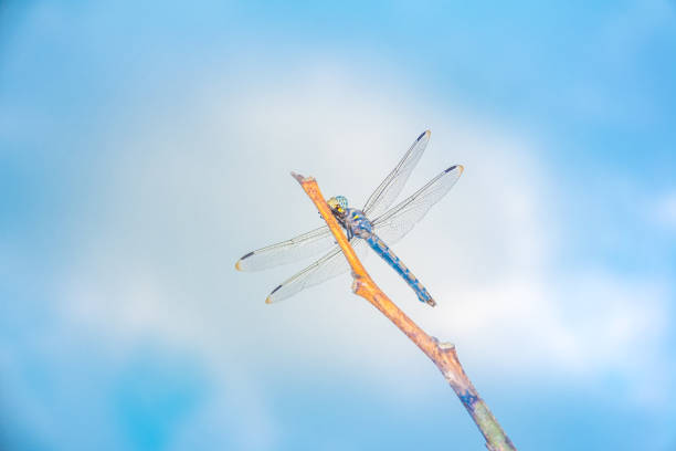 istock Dragonfly catching branch tree on sky blue or azure sky and cloud 931941526