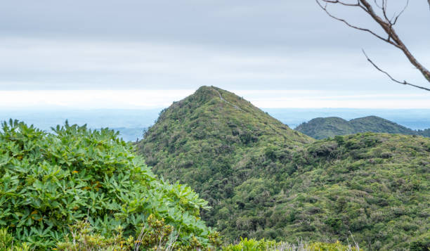 New Zealand native forest from a mountain peak