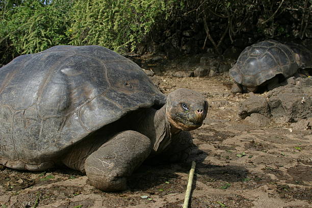 istock Are You Looking at Me? - Giant Tortoises 93194488