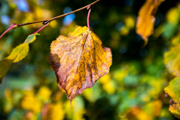 istock Autumn Arrives in England's Countryside 931945252