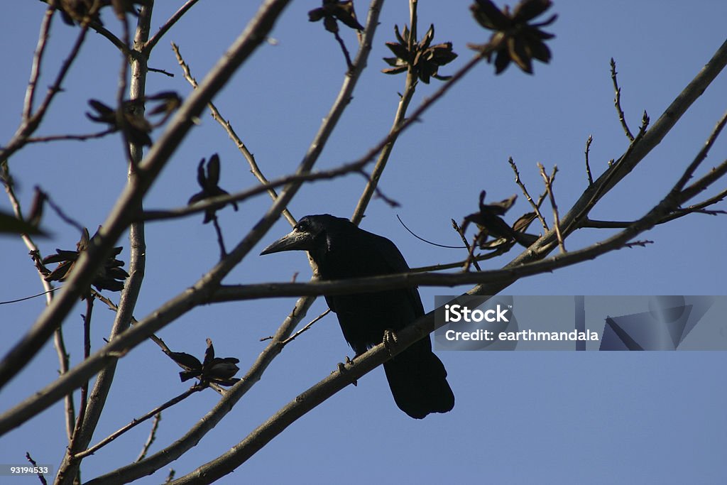 Evil or not? A crow having a view from high up in the pecan tree. These black crows which are not native in the Middle East are winter guests from Europe. Beak Stock Photo