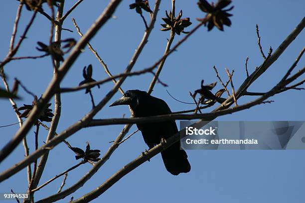 Evil Or Not Stock Photo - Download Image Now - Beak, Bird, Black Color