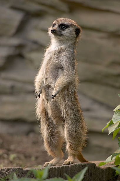 любознательный миркат рельефные на штанинах - meerkat nosy one animal animal стоковые фото и изображения