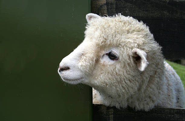 What do you see, lamb? stock photo