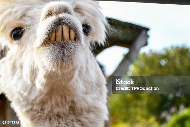 Adorable Funny Looking White Lama With Big Teeth Stock Photo - Download  Image Now - Alpaca, Animal, Animal Body Part - iStock