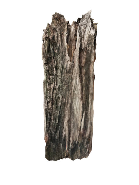 istock Wood log isolated on white, for garden design 931947724