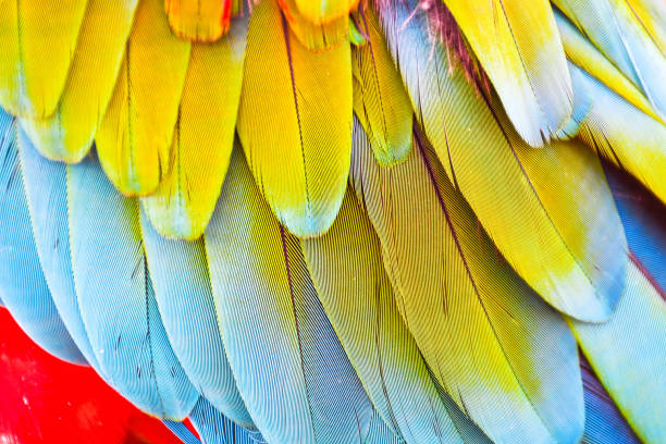 istock Colorful exotic Scarlet macaw parrot bird feathers 931948050