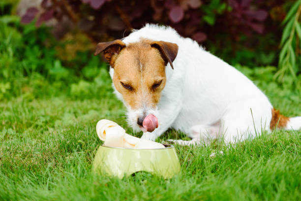 istock Dog looking at rawhide bone and licking its nose 931948438