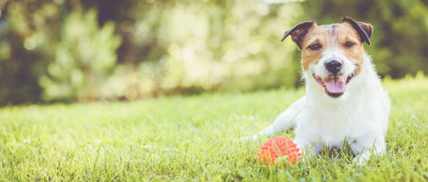istock Pet dog lying on grass at sunny summer day (panoramic crop) 931948442