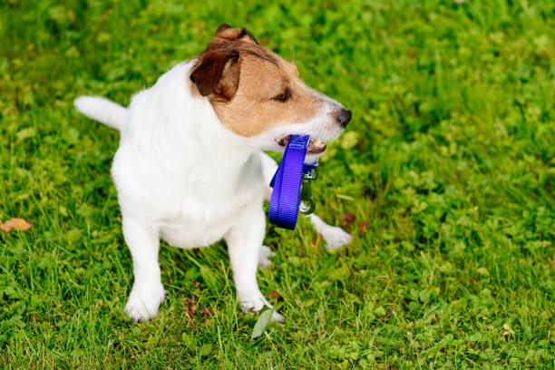 istock Dog holding leash in mouth looking at copy space with green grass background 931948458