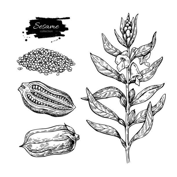 ilustrações de stock, clip art, desenhos animados e ícones de sesame plant vector drawing. hand drawn food ingredient. botanic - sesame